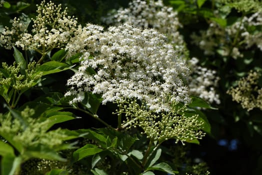 Elderberry,Sambucus,nigra is a wild and medicinal plant with white flowers and black berries. Elder,Sambucus,nigra is a wild and medicinal plant with white flowers and black berries.