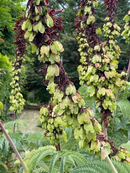Honey shrub,Melianthus,major,is native to South Africa,where the plants prefer to grow along water bodies and at ruderal sites such as disturbed areas or roadsides. Honeybush,Melianthus,major,comes from South Africa,where the plants prefer to grow along bodies of water and in ruderal locations such as disturbed areas or roadsides.