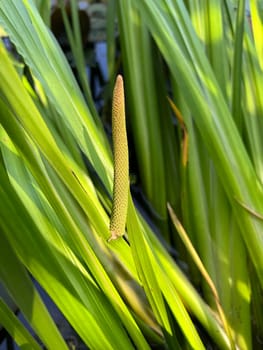 Calamus,Acorus calamus,is an aquatic and medicinal plant. Calamus,Acorus calamus,is an aquatic and medicinal plant