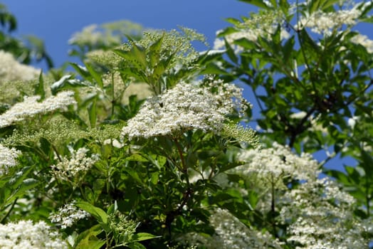 Elderberry,Sambucus,nigra is a wild and medicinal plant with white flowers and black berries. Elder,Sambucus,nigra is a wild and medicinal plant with white flowers and black berries.