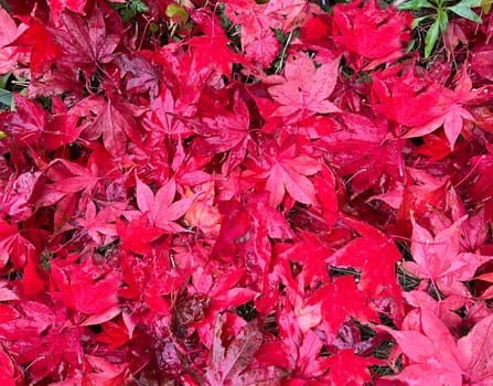 Autumn leaves,autumn impression in the forest with colorful leaves.  Autumn leaves,autumn impression in the forest with colorful leaves