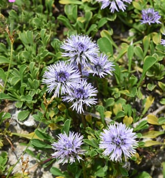 Globularia meridionalis is a very rich-flowered and robust globe flower that also thrives in gardens. Globe flower,Globularia meridionalis is a very rich-flowered and robust globe flower that also thrives in gardens.