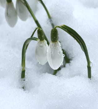 Snowdrop,Galanthus nivalis,is a flower that blooms in winter and is an important medicinal plant. Snowdrop,Galanthus nivalis,is a flower that blooms in winter and is an important medicinal plant.