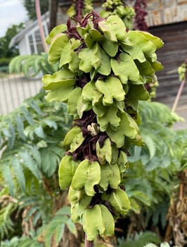 Honey shrub,Melianthus,major,is native to South Africa,where the plants prefer to grow along water bodies and at ruderal sites such as disturbed areas or roadsides. Honeybush,Melianthus,major,comes from South Africa,where the plants prefer to grow along bodies of water and in ruderal locations such as disturbed areas or roadsides.