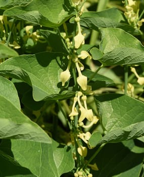 Aristolochia,clematis is a medicinal plant with yellow flowers. Osterlucei,Aristolochia,clematis is a medicinal plant with yellow flowers