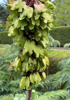 Honey shrub,Melianthus,major,is native to South Africa,where the plants prefer to grow along water bodies and at ruderal sites such as disturbed areas or roadsides. Honeybush,Melianthus,major,comes from South Africa,where the plants prefer to grow along bodies of water and in ruderal locations such as disturbed areas or roadsides.