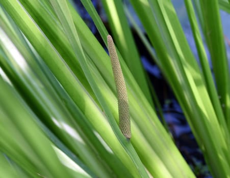 Calamus,Acorus calamus,is an aquatic and medicinal plant. Calamus,Acorus calamus,is an aquatic and medicinal plant