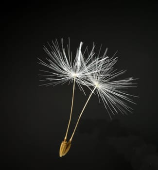 Dandelion,Taraxacum officinale,is a pioneer plant and survival artist that can also thrive on gravel roads. Loewenzahn,Taraxacum officinale as a wall flower,is a pioneer plant and survival artist that can also thrive on gravel roads.