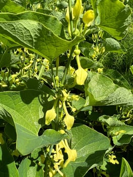 Aristolochia,clematis is a medicinal plant with yellow flowers. Osterlucei,Aristolochia,clematis is a medicinal plant with yellow flowers