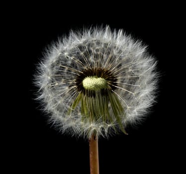 Dandelion,Taraxacum officinale,is a pioneer plant and survival artist that can also thrive on gravel roads. Loewenzahn,Taraxacum officinale as a wall flower,is a pioneer plant and survival artist that can also thrive on gravel roads.