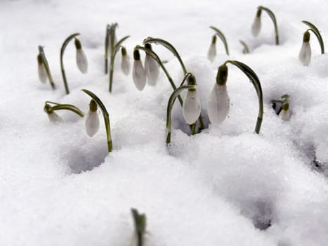 Snowdrop,Galanthus nivalis,is a flower that blooms in winter and is an important medicinal plant. Snowdrop,Galanthus nivalis,is a flower that blooms in winter and is an important medicinal plant.