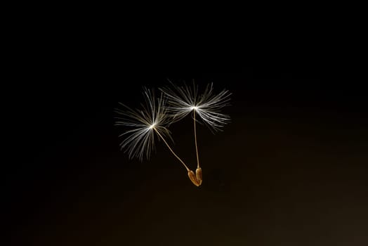 Dandelion,Taraxacum officinale,is a pioneer plant and survival artist that can also thrive on gravel roads. Loewenzahn,Taraxacum officinale as a wall flower,is a pioneer plant and survival artist that can also thrive on gravel roads.