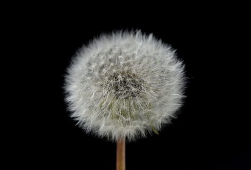 Dandelion,Taraxacum officinale,is a pioneer plant and survival artist that can also thrive on gravel roads. Loewenzahn,Taraxacum officinale as a wall flower,is a pioneer plant and survival artist that can also thrive on gravel roads.