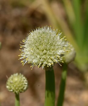 Onion,Allium cepa,is a medicinal plant,and one of the most important culinary herbs. Onion,Allium cepa,is a medicinal plant and one of the most important culinary herbs.