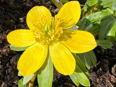 Winterling,Eranthis hyemalis,is a flower that blooms in winter and has yellow flowers. Winterling,Eranthis hyemalis,is a flower that blooms in winter and has yellow flowers.