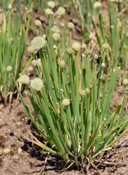Onion,Allium cepa,is a medicinal plant,and one of the most important culinary herbs. Onion,Allium cepa,is a medicinal plant and one of the most important culinary herbs.