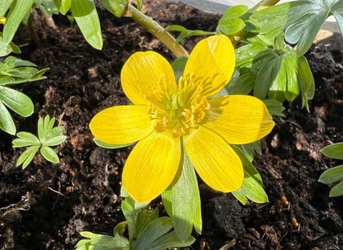 Winterling,Eranthis hyemalis,is a flower that blooms in winter and has yellow flowers. Winterling,Eranthis hyemalis,is a flower that blooms in winter and has yellow flowers.