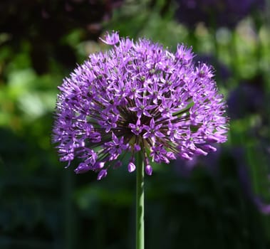 Allium giganteum is a beautiful ornamental plant in the garden and has purple flowers. Ornamental Lily,Giant Lily,Allium Giganteum is a beautiful ornamental plant in the garden and has purple flowers.