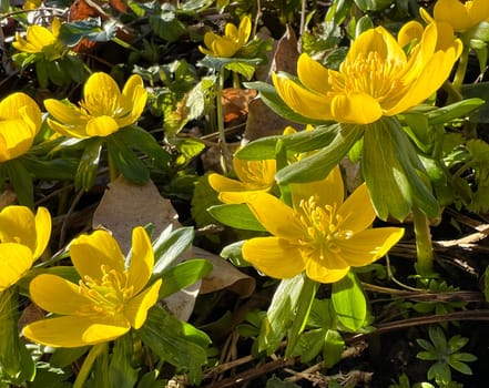 Winterling,Eranthis hyemalis,is a flower that blooms in winter and has yellow flowers. Winterling,Eranthis hyemalis,is a flower that blooms in winter and has yellow flowers.