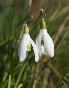 Snowdrop,Galanthus nivalis,is a flower that blooms in winter and is an important medicinal plant. Snowdrop,Galanthus nivalis,is a flower that blooms in winter and is an important medicinal plant.