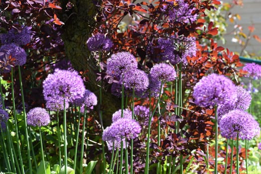 Allium giganteum is a beautiful ornamental plant in the garden and has purple flowers. Ornamental Lily,Giant Lily,Allium Giganteum is a beautiful ornamental plant in the garden and has purple flowers.