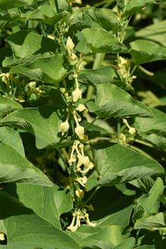 Aristolochia,clematis is a medicinal plant with yellow flowers. Osterlucei,Aristolochia,clematis is a medicinal plant with yellow flowers