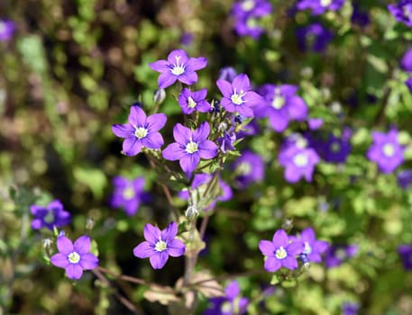 Venus Lady's Mirror,also known as the Great Venus Mirror or the Common Woman's Mirror,is a species of plant in the genus Bluebells. Venus woman's mirror,also known as the large Venus mirror or ordinary woman's mirror,is a plant species from the genus Bellflowers.