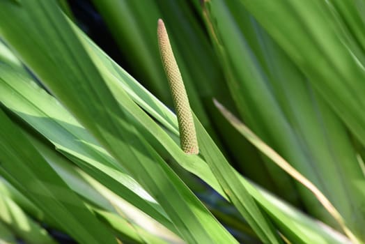 Calamus,Acorus calamus,is an aquatic and medicinal plant. Calamus,Acorus calamus,is an aquatic and medicinal plant