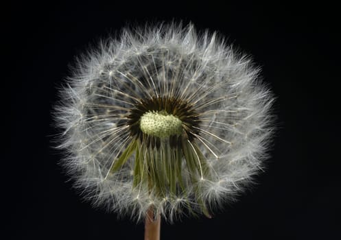 Dandelion,Taraxacum officinale,is a pioneer plant and survival artist that can also thrive on gravel roads. Loewenzahn,Taraxacum officinale as a wall flower,is a pioneer plant and survival artist that can also thrive on gravel roads.