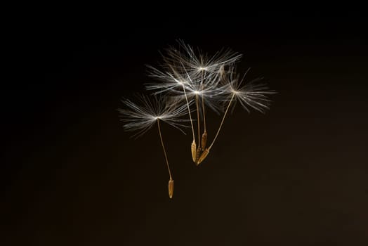 Dandelion,Taraxacum officinale,is a pioneer plant and survival artist that can also thrive on gravel roads. Loewenzahn,Taraxacum officinale as a wall flower,is a pioneer plant and survival artist that can also thrive on gravel roads.