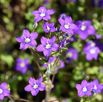 Venus Lady's Mirror,also known as the Great Venus Mirror or the Common Woman's Mirror,is a species of plant in the genus Bluebells. Venus woman's mirror,also known as the large Venus mirror or ordinary woman's mirror,is a plant species from the genus Bellflowers.