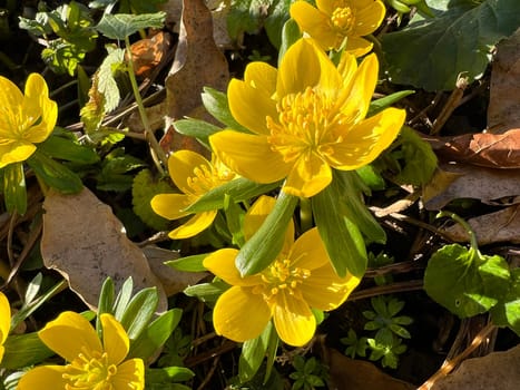 Winterling,Eranthis hyemalis,is a flower that blooms in winter and has yellow flowers. Winterling,Eranthis hyemalis,is a flower that blooms in winter and has yellow flowers.