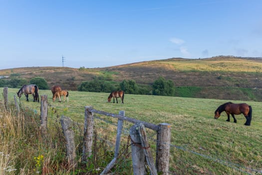 Horses at Grandas de Salime along the Camino de Santiago trail, Asturias, Spain