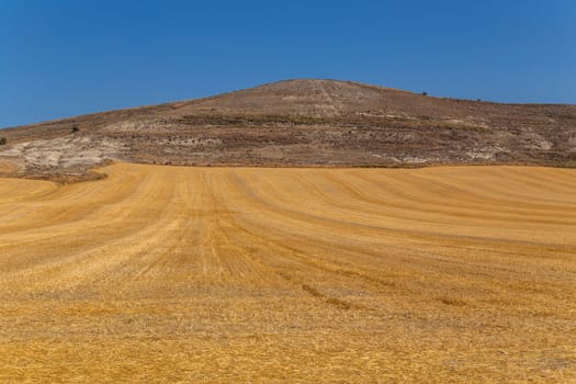 view of a crop field in the north of Spain