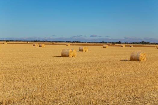 view of a crop field in the north of Spain