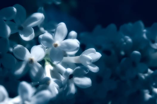 Lilac flowers near. Macro photo of lilac. Macro photo of wildlife, flowers and leaves of plants