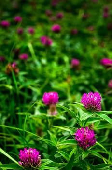 Macro photo of wildlife, flowers and leaves of plants