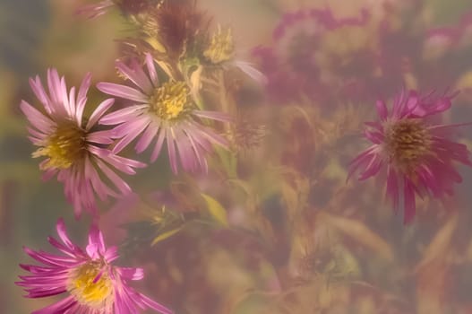 Macro photo of wildlife, flowers and leaves of plants