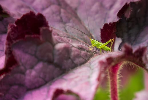 Small green grasshopper (Meconema thalassinum, Meconema drummer) on a purple leaf of heuchere
