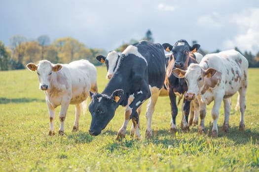 Group of cows together gathering in a field in Mayenne, France