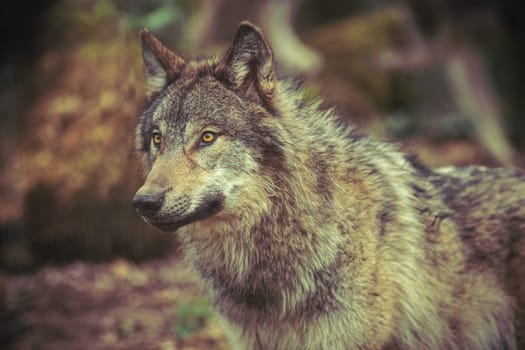Grey wolf prowling in the forest, dark brown photography