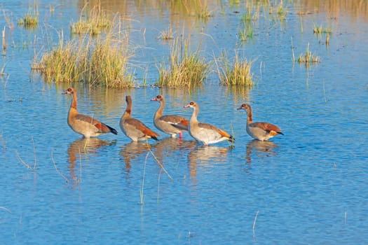 A Gaggle of Egyptian Goose Wandering the Chobe River in Botswana