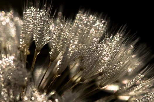 Dandelion down. Dandelion seeds macro photography. Macro photo of wildlife, flowers and leaves of plants