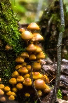 Macro photo of wildlife, flowers and leaves of plants