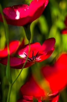 Macro photo of wildlife, flowers and leaves of plants