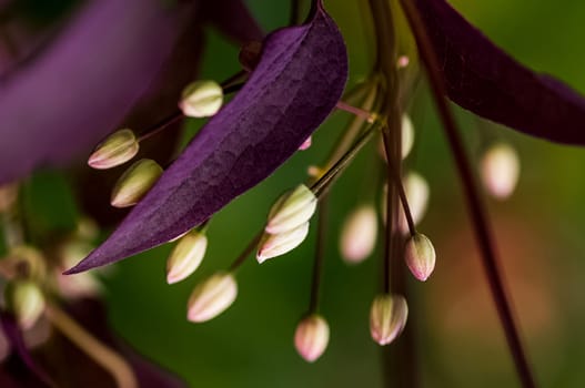 Macro photo of wildlife, flowers and leaves of plants