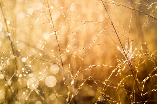 dry grass and spikelets of a cereal plant. Macro photo of grass