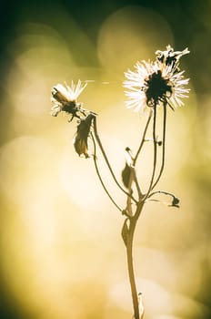 Macro photo of wildlife, flowers and leaves of plants