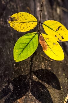 Macro photo of wildlife, flowers and leaves of plants