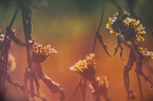 Macro photo of wildlife, flowers and leaves of plants